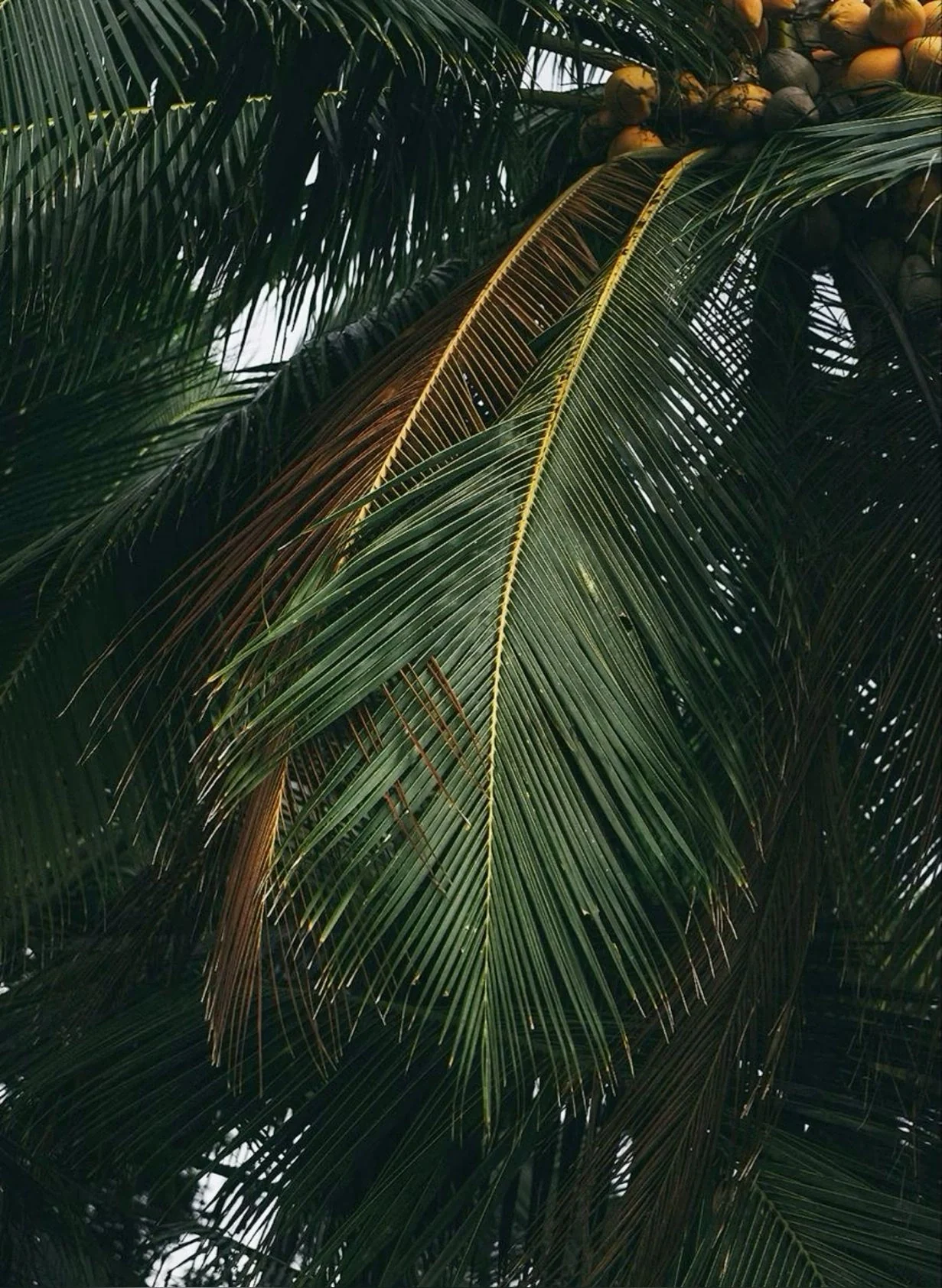 Tall coconut palms by the shoreline